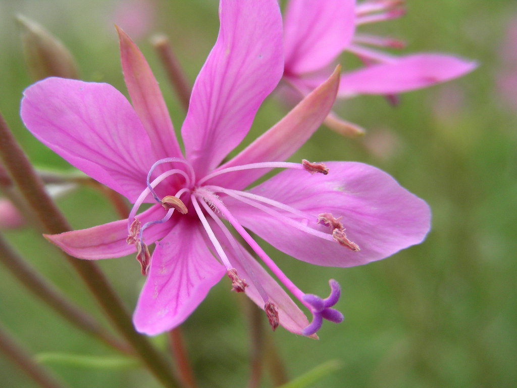 Chamaenerion dodonaei (ex Epilobium dodonaei)/ Garofanino di Dodonaeus
